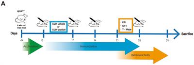 Non-neutralizing antibodies to SARS-Cov-2-related linear epitopes induce psychotic-like behavior in mice